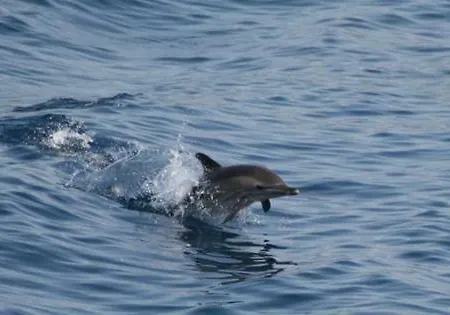 Casa Victoria Apartment Golfo Aranci